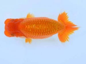 福山らんちゅう愛魚会　優等四席　森下雅昭　尾道