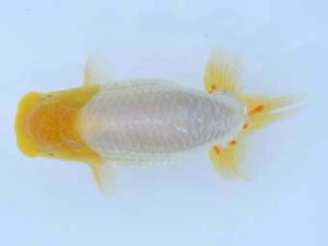 福山らんちゅう愛魚会 一等一席　宮澤　宏　福山