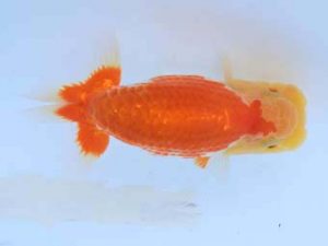 福山らんちゅう愛魚会 一等三席　藤原進次　福山