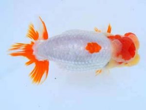 福山らんちゅう愛魚会　優等一席　宮澤　宏　福山