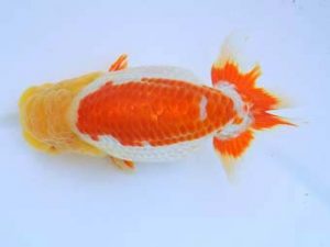 福山らんちゅう愛魚会　優等二席　森下雅昭　尾道