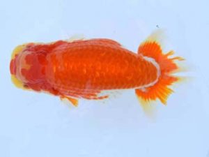 福山らんちゅう愛魚会　優等三席　森下雅昭　尾道