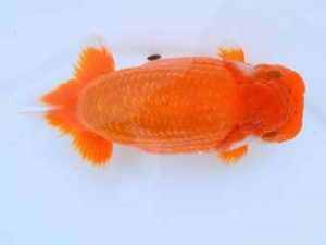 福山らんちゅう愛魚会　優等四席　田中茂規　岡山