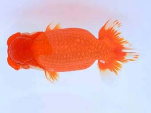 福山らんちゅう愛魚会　優等五席　宮澤　宏　福山