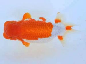 福山らんちゅう愛魚会　優等一席　宮澤　宏　福山