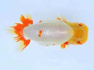 福山らんちゅう愛魚会　優等二席　五嶋　勲　福山