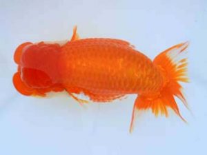 福山らんちゅう愛魚会　優等四席　宮澤　宏　福山