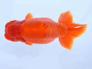 福山らんちゅう愛魚会　優等五席　有賀賢治　福山