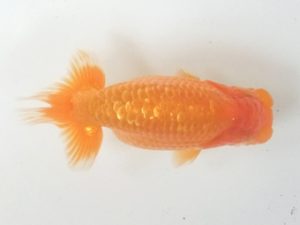 蒲郡錦友会　東大関　三田保之(蒲郡市）