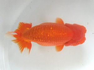 蒲郡錦友会　西大関　松下幸敏（刈谷市）