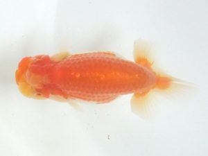 蒲郡錦友会　立行司　杉浦博治（安城市）