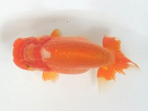 蒲郡錦友会　東取締　池内芳尚（苅谷市）