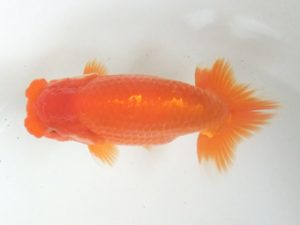 蒲郡錦友会　西取締　杉浦博治（安城市）