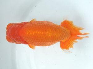 蒲郡錦友会　東大関　荒井実明（西尾市）