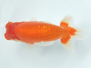 蒲郡錦友会　西大関　池内芳尚（苅谷市）