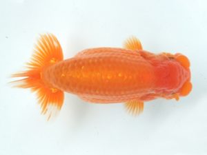 蒲郡錦友会　立行司　都築正典(常滑市）