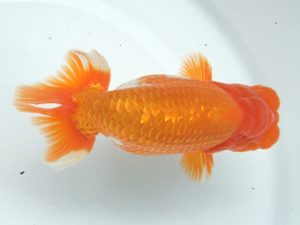 蒲郡錦友会　東取締　三田保之（蒲郡市）