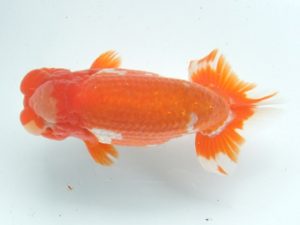 蒲郡錦友会　西取締　目時勝太郎（西尾市）