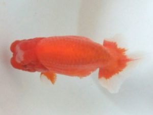 蒲郡錦友会　東大関　目時勝太郎（西尾市）