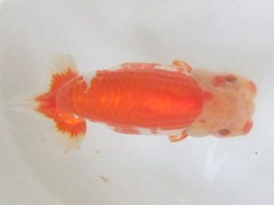 蒲郡錦友会　西大関　山本義介（碧南市）