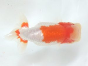 蒲郡錦友会　立行司　都築正典(常滑市）