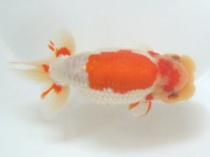 蒲郡錦友会　東取締　岩瀬明弘(西尾市）