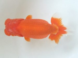 蒲郡錦友会　西取締　山田芳人（清須市）