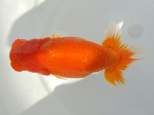 広島錦鱗会 東大関 清水正雄 和木 広島錦鱗会 東大関 清水正雄 和木