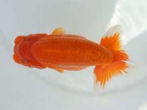 広島錦鱗会 東勧進元 三河康宏 広島 広島錦鱗会 東勧進元 三河康宏 広島