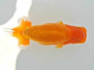 広島錦鱗会 西勧進元 小川寿夫 呉 広島錦鱗会 西勧進元 小川寿夫 呉