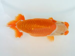 広島錦鱗会 行司三 胡本佳孝 玉野 広島錦鱗会 行司三 胡本佳孝 玉野