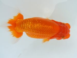 広島錦鱗会 東脇行司 八方洋子 浅口 広島錦鱗会 東脇行司 八方洋子 浅口