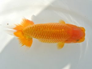 広島錦鱗会 西脇行司 久保田義則 安芸高田 広島錦鱗会 西脇行司 久保田義則 安芸高田