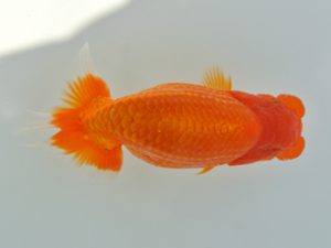 広島錦鱗会 西大関 林 幸博 尾道 広島錦鱗会 西大関 林 幸博 尾道