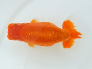 広島錦鱗会 立行司 平崎達也 江田島 広島錦鱗会 立行司 平崎達也 江田島