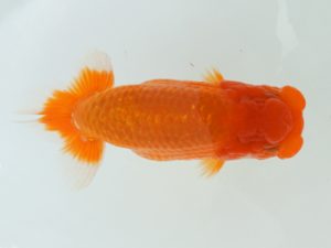 広島錦鱗会 東取締 浜口洋二 玉野 広島錦鱗会 東取締 浜口洋二 玉野