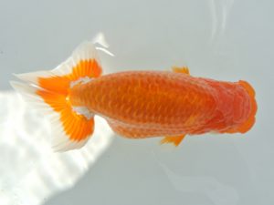 広島錦鱗会 西取締 山田國夫 浅口
広島錦鱗会 西取締 山田國夫 浅口