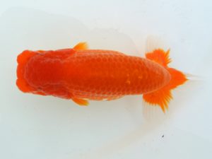 広島錦鱗会 西関脇 齊藤志朗 広島 広島錦鱗会 西関脇 齊藤志朗 広島