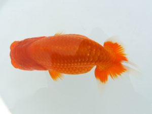 広島錦鱗会 東小結 松尾正親 岩国 広島錦鱗会 東小結 松尾正親 岩国