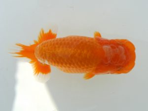 広島錦鱗会 西小結 田中茂規 玉野 広島錦鱗会 西小結 田中茂規 玉野