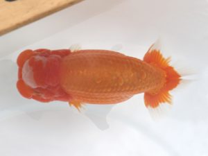 広島錦鱗会 東大関 森下太郎 広島 広島錦鱗会 東大関 森下太郎 広島