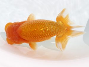 広島錦鱗会 西勧進元 三上博教 倉敷 広島錦鱗会 西勧進元 三上博教 倉敷