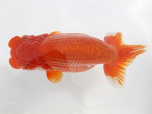 広島錦鱗会 行司一 齊藤志郎 広島 広島錦鱗会 行司一 齊藤志郎 広島