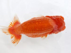 広島錦鱗会 行司二 賀谷和大 広島 広島錦鱗会 行司二 賀谷和大 広島