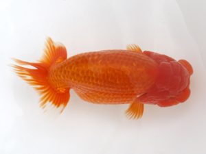 広島錦鱗会 行司三 中林隆雄 下関 広島錦鱗会 行司三 中林隆雄 下関