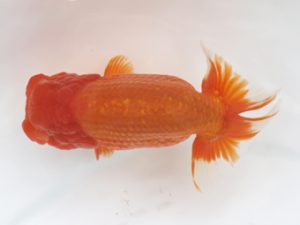 広島錦鱗会 東脇行司 西本佳子 広島 広島錦鱗会 東脇行司 西本佳子 広島