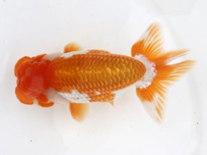 広島錦鱗会 西脇行司 遠藤正一 浅口 広島錦鱗会 西脇行司 遠藤正一 浅口