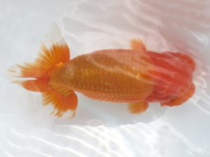 広島錦鱗会 西大関 森下太郎 広島 広島錦鱗会 西大関 森下太郎 広島