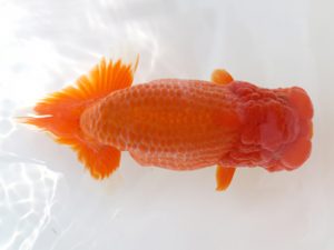 広島錦鱗会 立行司 平崎達也 江田島 広島錦鱗会 立行司 平崎達也 江田島