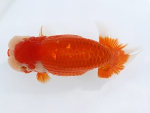 広島錦鱗会 東取締 沖村忠和 広島 広島錦鱗会 東取締 沖村忠和 広島